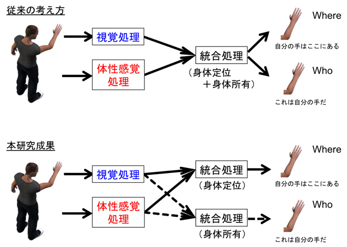 共同発表 自分の身体に気づくための２つの処理過程を発見 リハビリテーションなど身体認知のメカニズム理解へ