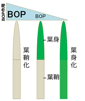 図１