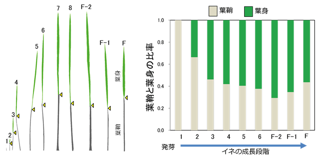 図４