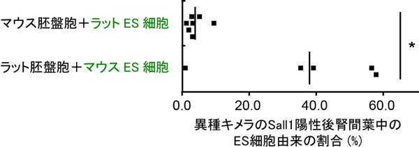 図１　異種キメラ体内においてマウスＥＳ細胞はラットＥＳ細胞と比較すると後腎間葉に分化しやすい。