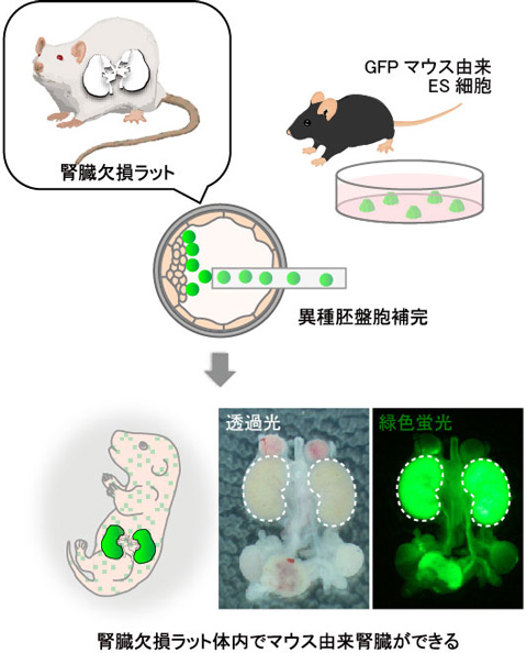 図２　胚盤胞補完法の適用により腎臓欠損ラット体内にマウスＥＳ細胞由来の腎臓を作製できた。