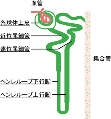 図３　再生腎臓のネフロンはマウスＥＳ細胞由来だった。
