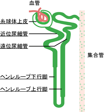 共同発表 遺伝子操作によって腎臓を作ることができない動物に別の種の多能性幹細胞からなる腎臓を発生させることに成功 腎臓移植の新しい可能性を示唆