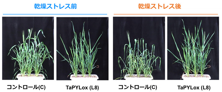 図２　ＴａＰＹＬｏｘの耐乾性試験