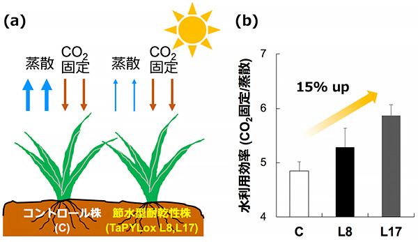 図３　光合成における節水性