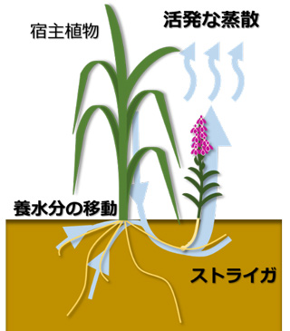 図２　ストライガの養水分収奪モデル