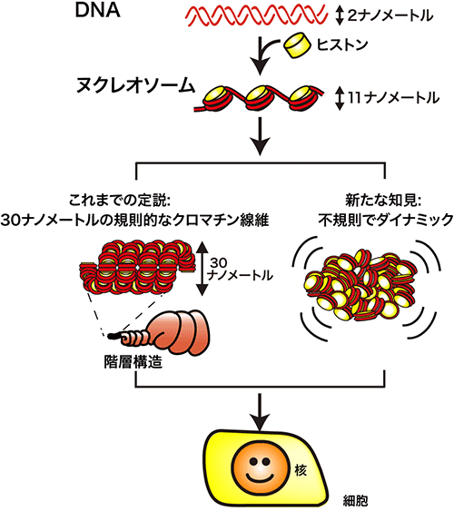 図２