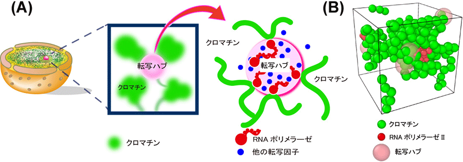 図３