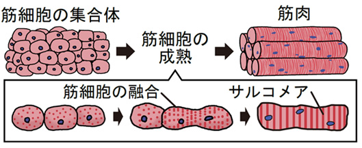 図１　筋細胞の成熟過程