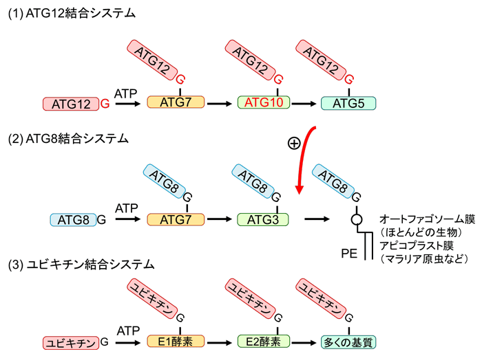 図２　共有結合によるたんぱく質同士の結合システムの例（ＡＴＧ１２結合システム、ＡＴＧ８結合システムおよびユビキチン結合システム）