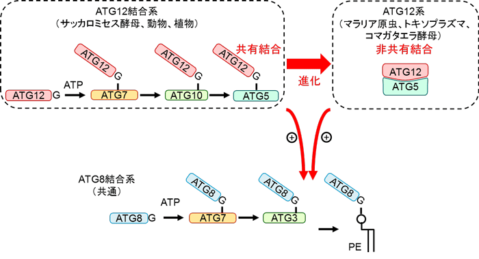 図３　ＡＴＧ１２結合の共有結合から非共有結合への進化