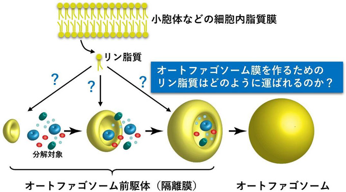 図１　オートファゴソーム形成過程の模式図