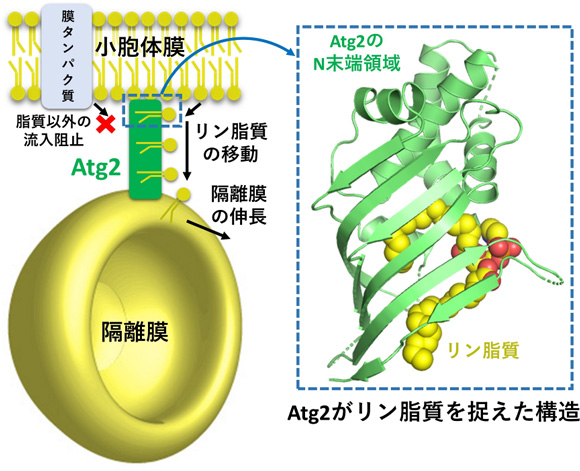 図２　Ａｔｇ２による小胞体から隔離膜へのリン脂質の供給モデル