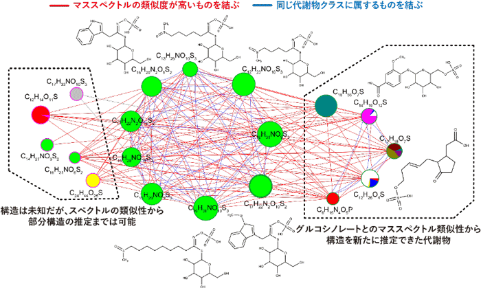 図　本研究により明らかになった植物代謝物ネットワーク