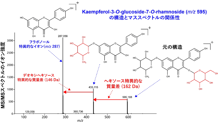 図１　代謝物の構造とＭＳ／ＭＳスペクトルの関係