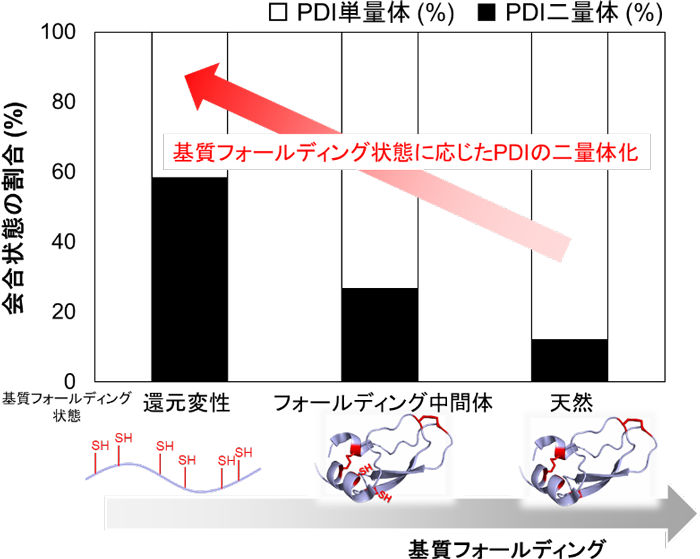 図２　基質のフォールディング状態に応じたＰＤＩの二量体形成