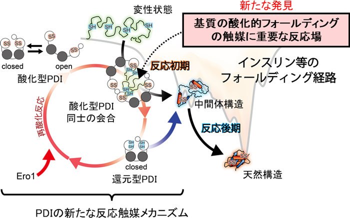 図３　ＰＤＩの新たな酸化的フォールディング触媒メカニズム