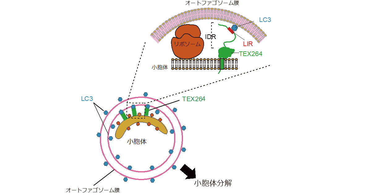 共同発表 オートファジーによる小胞体分解の新規受容体を発見