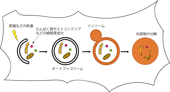 図１　オートファジーの仕組み