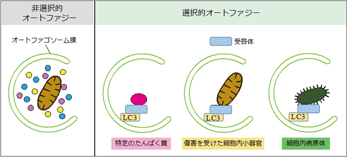 図２　非選択的オートファジーと選択的オートファジー