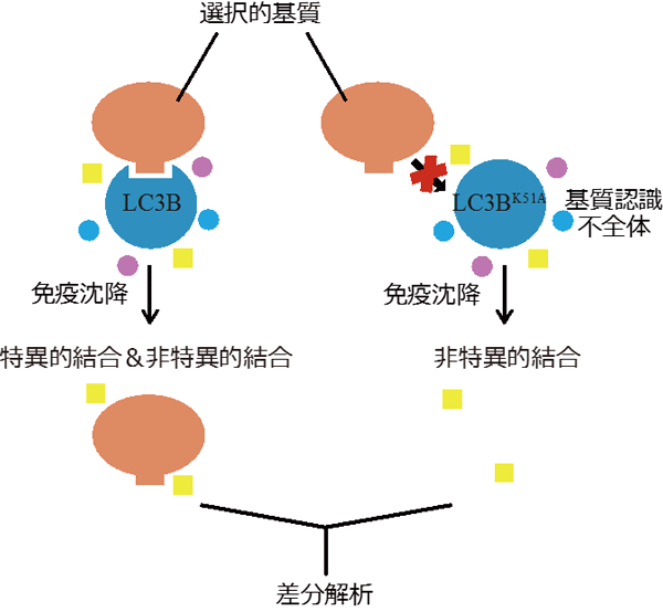 図３　新規選択的基質の網羅的探索のためのスクリーニング