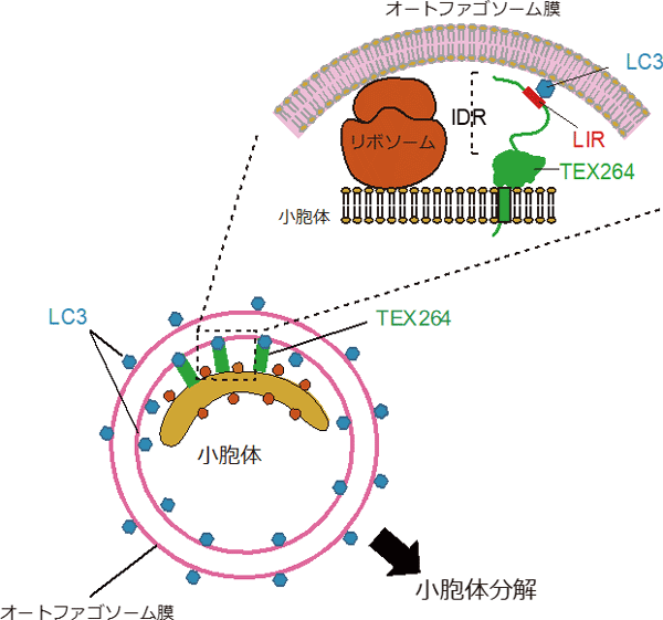 図４　小胞体オートファジーの新規受容体ＴＥＸ２６４