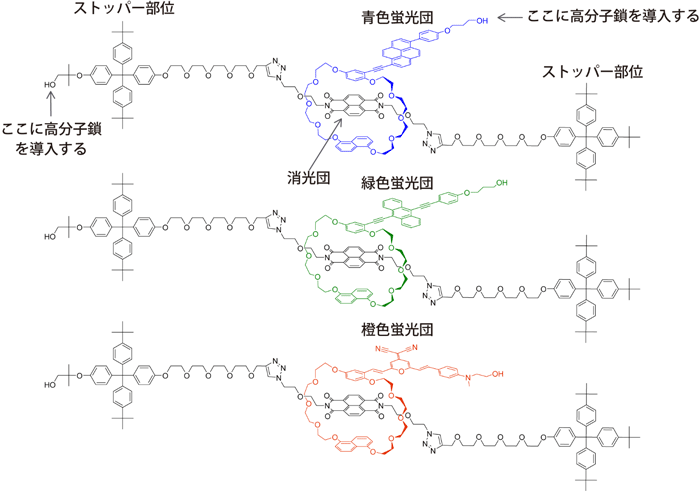 å³ï¼ãï¼ç¨®é¡ã®ã­ã¿ã­ãµã³åè¶åå­ã¡ã«ããã©ã¢ã®åå­éª¨æ ¼