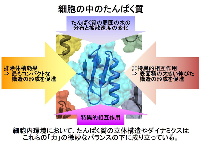 図１　たんぱく質が細胞内環境で受ける複合的な影響