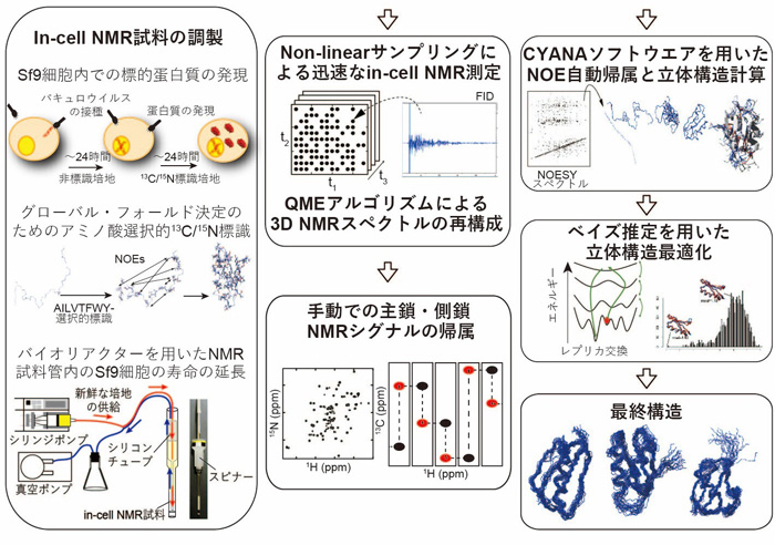 図２　Ｓｆ９細胞内のたんぱく質の立体構造決定のために開発した解析法