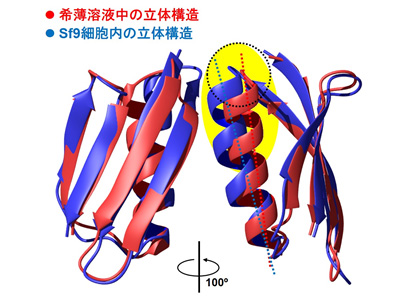 図４　Ｓｆ９細胞内の環境がＧＢ１たんぱく質の立体構造に与えた影響