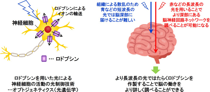 図２