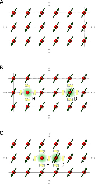 図１　二次元モット絶縁体において、スピン間に働く反強磁性交換相互作用により生じるダブロン（Ｄ）―ホロン（Ｈ）間の引力の概念図