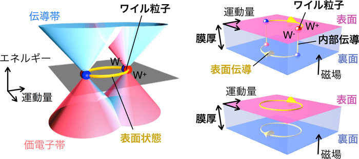 ワイル粒子がつなぐ量子化された伝導を観測