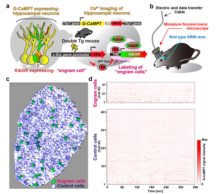 Figure 1. New optogenetic system to reveal neuronal activity of engram and non-engram ensemble by light.