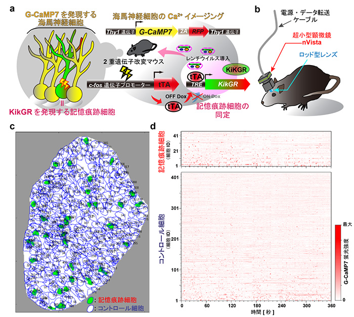 図２　記憶痕跡細胞の活動を光に変換して観察する新しい光遺伝学技術