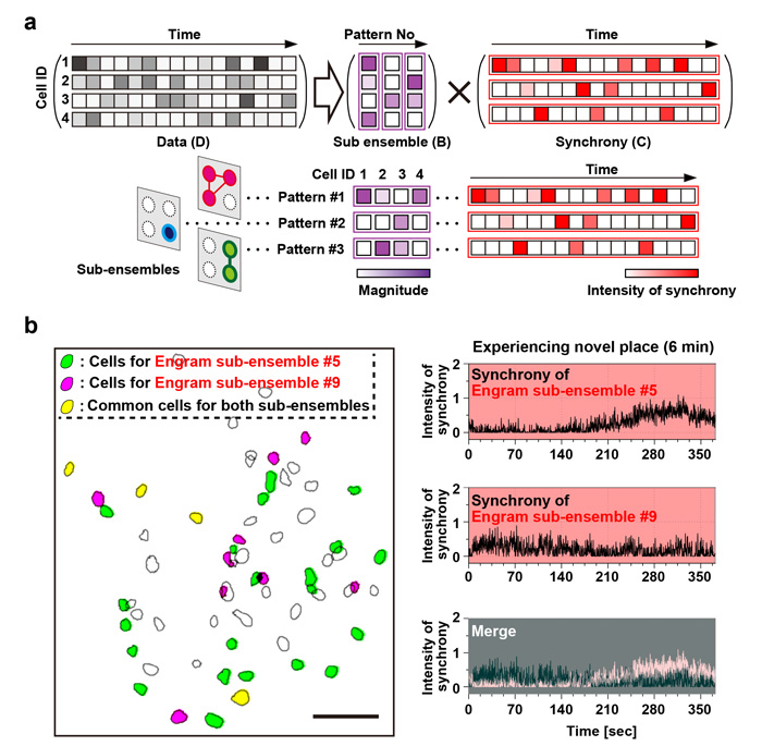 Figure 2. Episodic memory of experience of novel space is constructed by several sub-ensembles within a single engram population.