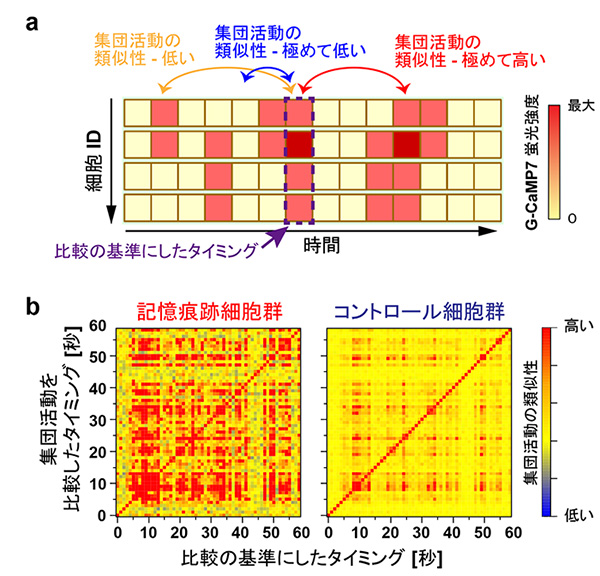 図３　新しい出来事の記憶中、記憶痕跡細胞は類似の集団活動パターンを繰り返す