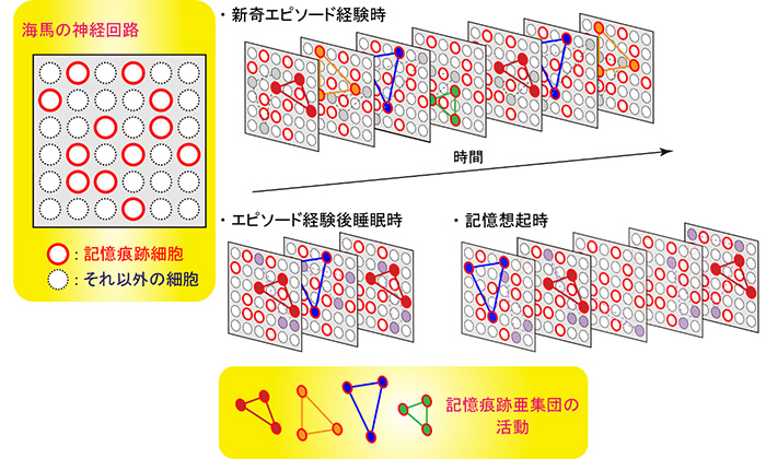 図５　睡眠と記憶痕跡亜集団の活動パターンの関係