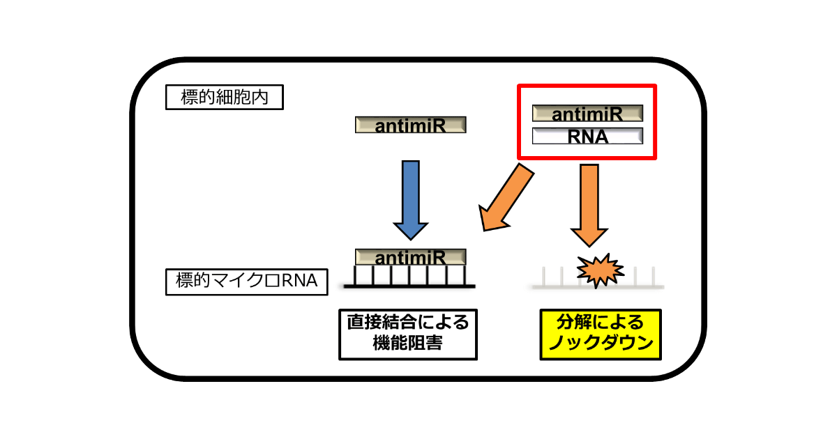 共同発表：マイクロRNAの効率的な制御を可能にする新たな核酸