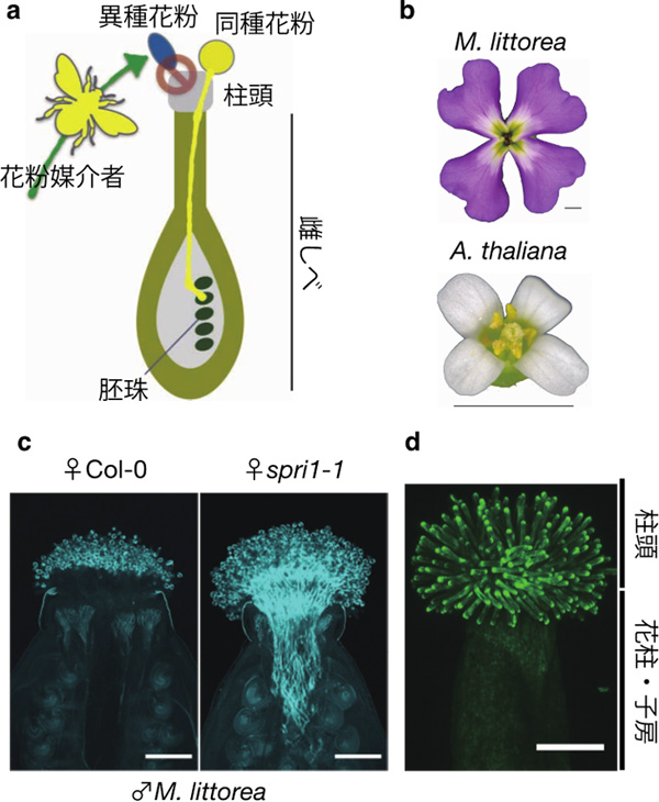 共同発表 同種と異種の花粉を区別する分子を発見 種の壁を自在に制御する技術の開発に期待