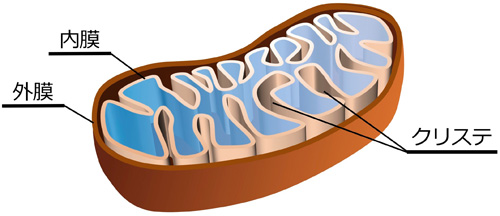 図１　ミトコンドリアの構造