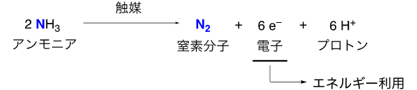 å³ï¼ãã¢ã³ã¢ãã¢ã®é¸ååå¿