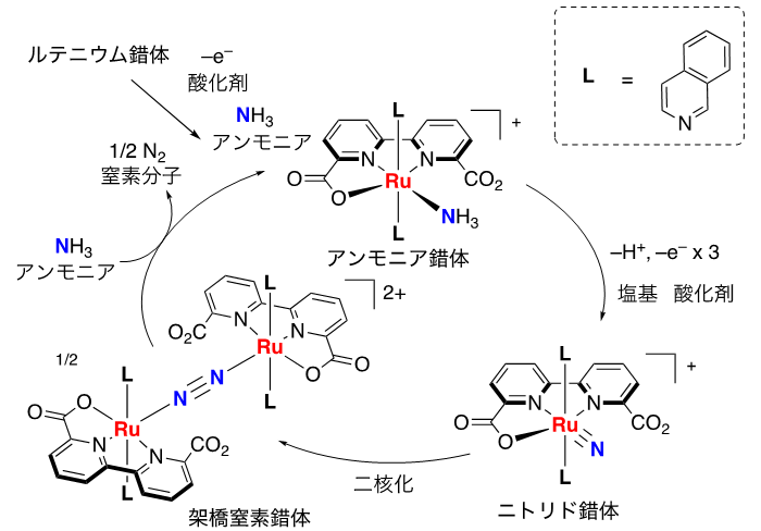 図３　想定している反応機構