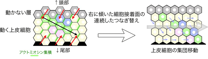 図１　右に傾いた細胞接着面のつなぎ替えが連続しておこることで、細胞を同一方向に集団移動させるメカニズムの模式図（Sato et al., Nat Comm 2015より図を改変）