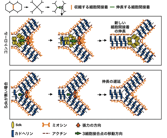 図４　Ｓｄｋによって新しい細胞間接着がスムーズに伸長する仕組み