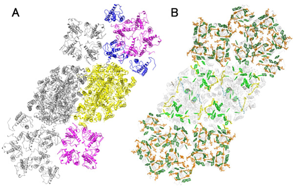 図　珪藻の光化学系ＩＩ－ＦＣＰ複合体の全体構造（A）と色素分子の配置（B）