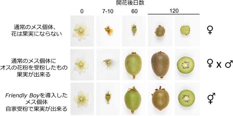 図２　Ｆｒｉｅｎｄｌｙ Ｂｏｙ遺伝子の導入による両性花キウイフルーツの作出