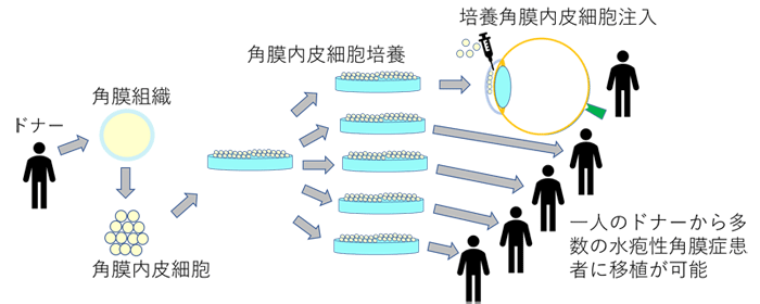 図　他家培養角膜内皮細胞注入療法の概要