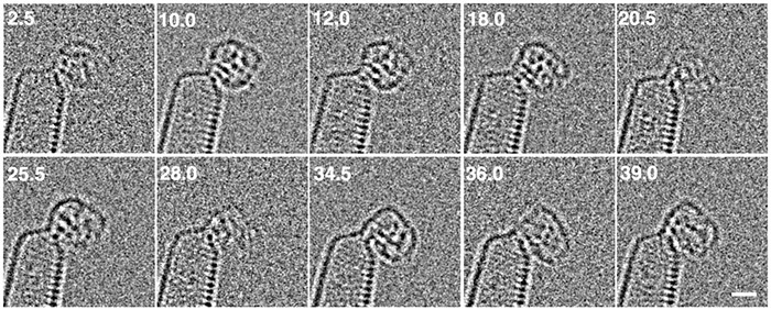 図５　ヨウ素原子でマーキングしたＭＯＦ－５の立方体型反応中間体の原子分解能電子顕微鏡動画