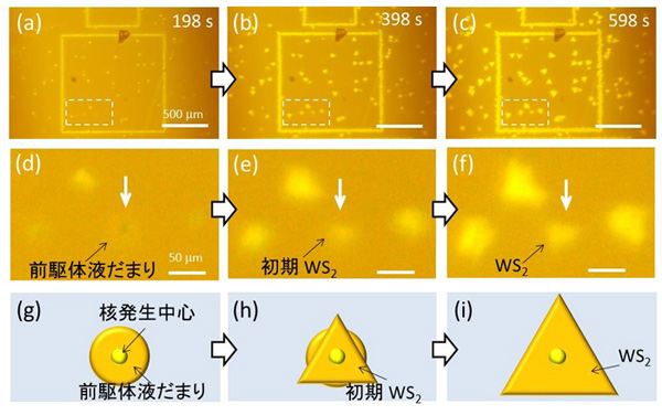 図４　その場観察で明らかにした前駆体液だまりとＷＳ２成長過程の関係